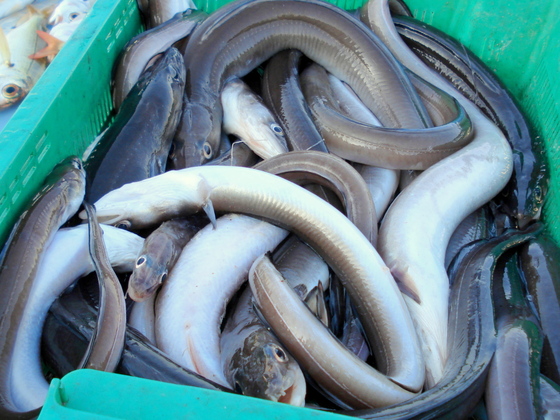 Eels .JPG